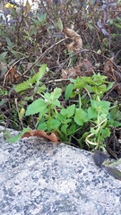 Lamium purpureum