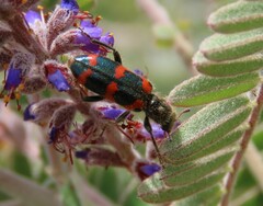 Trichodes nuttalli