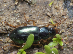 Carabidae