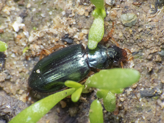 Carabidae