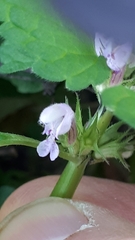 Lamium purpureum