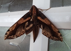 Xylophanes ceratomioides