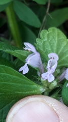 Lamium purpureum