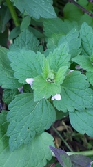 Lamium purpureum
