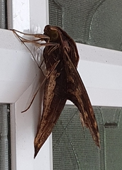 Xylophanes ceratomioides
