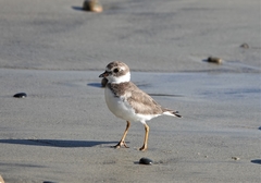 Charadrius semipalmatus