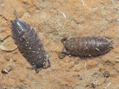Porcellio scaber