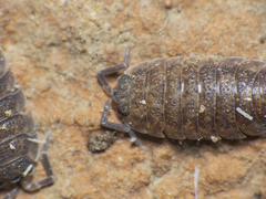 Porcellio scaber