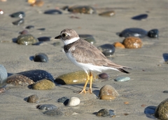 Charadrius semipalmatus