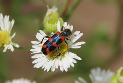 Trichodes nuttalli