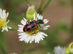 Trichodes nuttalli