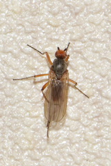 Eccoptomera