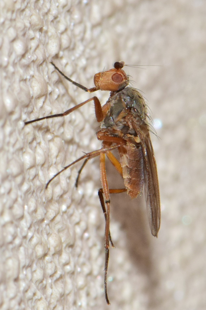 Eccoptomera microps