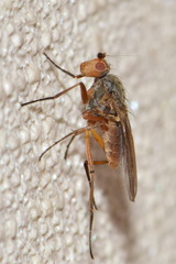 Eccoptomera