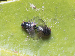 Cryptochetum iceryae