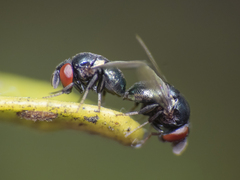 Cryptochetum iceryae