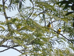 Rubigula flaviventris