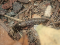 Ocypus aeneocephalus