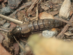 Ocypus aeneocephalus