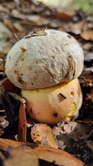 Rubroboletus pulchrotinctus