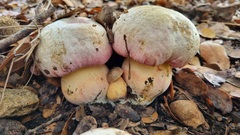 Rubroboletus pulchrotinctus