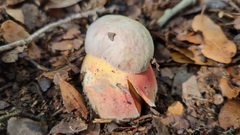 Rubroboletus pulchrotinctus