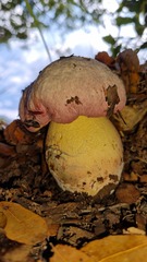 Rubroboletus pulchrotinctus