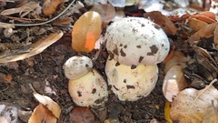 Rubroboletus pulchrotinctus