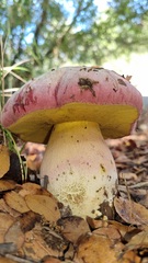 Rubroboletus pulchrotinctus