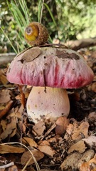 Rubroboletus pulchrotinctus