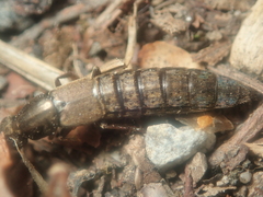 Ocypus aeneocephalus