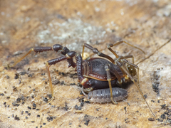 Pachylus quinamavidensis