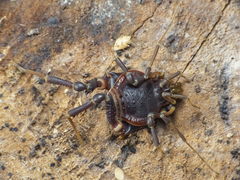 Pachylus quinamavidensis