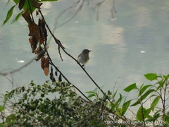 Ficedula