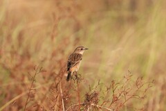 Saxicola stejnegeri