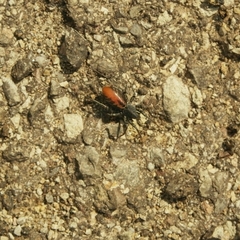 Castianeira