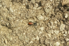 Castianeira