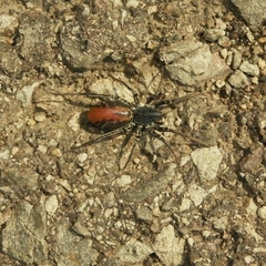 Castianeira