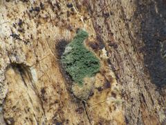 Hypocreaceae