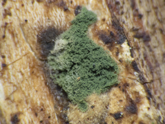 Hypocreaceae