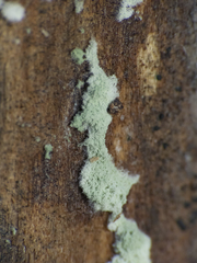 Hypocreaceae