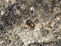 Corylophidae