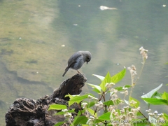 Phoenicurus fuliginosus