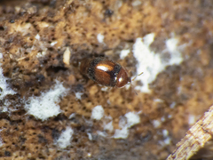Corylophidae
