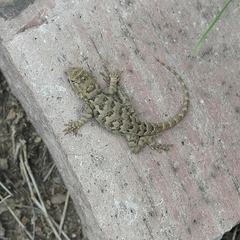 Sceloporus