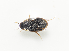 Enochrus