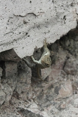 Sceloporus