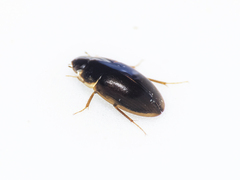 Enochrus