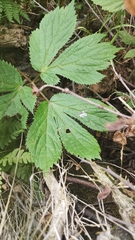 Peucedanum ostruthium
