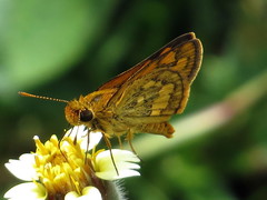 Taractrocera luzonensis